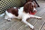 Un Springer Anglais allongé sur un plancher et ayant une balle dans sa gueule 