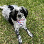 Un Springer Anglais allongé sur une surface gazonnée et portant un foulard 