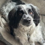 Un Springer Anglais allongé dans un panier et semblant détendu
