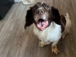 Un Springer Anglais assis sur un plancher et ayant la gueule ouverte 