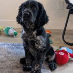 Un Springer Anglais assis sur une moquette et semblant détendu 