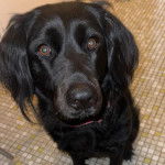 Un Springer Anglais assis sur un sol carrelé 