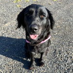 Un Springer Anglais tirant la langue et portant un harnais 