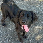 Un Springer Anglais sur une surface bitumée et ayant la langue pendante 