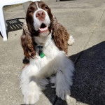 Un Springer Anglais allongé sur une surface bétonnée et portant un collier autour du cou