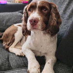 Un Springer Anglais allongé sur un canapé et semblant détendu 
