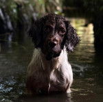 Un Springer Anglais dans l'eau et portant un collier autour du cou