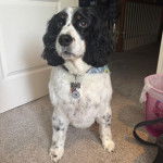 Un Springer Anglais assis sur une moquette et portant un collier autour du cou