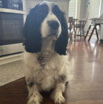 Un Springer Anglais allongé et portant un collier autour du cou