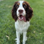 Un Springer Anglais assis sur une surface gazonnée et ayant la langue pendante 