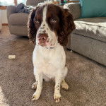 Un Springer Anglais assis sur une moquette et semblant détendu 