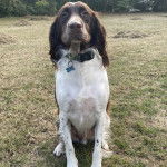 Un Springer Anglais assis sur un terrain herbeux et portant un collier autour du cou