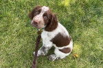 Un Springer Anglais assis sur une surface herbacée et qui est tenu en laisse 