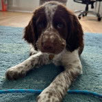 Un Springer Anglais allongé sur une moquette et portant un collier autour du cou