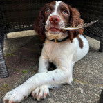 Un Springer Anglais allongé sur une surface bétonnée et ayant une plume dans sa gueule 