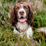 Un Springer Anglais allongé sur une surface herbacée et portant un collier autour du cou