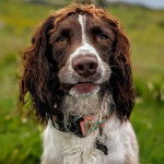 Un Springer Anglais sur une surface herbacée et portant un collier autour du cou