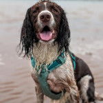 Un Springer Anglais assis sur une surface sableuse et portant un harnais 