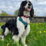 Un Springer Anglais sur un terrain herbeux et qui est tenu en laisse