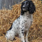 Un Springer Anglais assis sur du foin et semblant détendu 