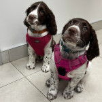 Deux Springer Anglais assis sur un sol carrelé et portant un harnais 