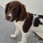Un Springer Anglais sur une surface bétonnée et regardant vers la caméra 