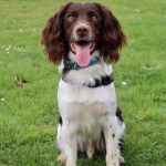 Un Springer Anglais ayant la langue pendante et portant un harnais 