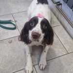 Un Springer Anglais allongé sur un sol carrelé 