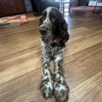 Un Springer Anglais allongé sur un plancher et semblant détendu