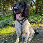 Un Springer Anglais tirant la langue et qui est tenu en laisse 