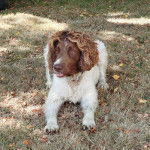 Un Springer Anglais allongé sur une surface herbacée et semblant détendu 