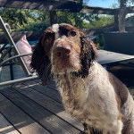 Un Springer Anglais assis sur un plancher 