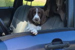 Un Springer Anglais dans une voiture et portant un collier autour du cou
