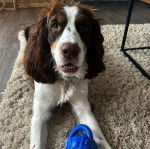 Un Springer Anglais allongé sur un tapis et semblant détendu 