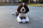 Un Springer Anglais allongé sur une surface bétonnée et portant un collier autour du cou