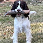 Un Springer Anglais sur une surface herbacée et ayant un bout de bois dans sa gueule 