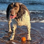 Un Springer Anglais dans l'eau de mer et tirant la langue 