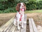 Un Springer Anglais assis sur une table et portant un harnais 