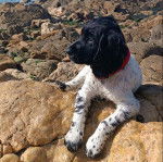 Un Springer Anglais allongé sur des rochers et semblant détendu 