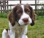 My Dog Bob - Springer Anglais Mâle (5 ans)