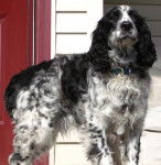 Uber - Springer Anglais Mâle (5 ans)