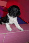 Epona - Springer Anglais (2 mois)