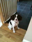 Pippa - Springer Anglais (10 mois)