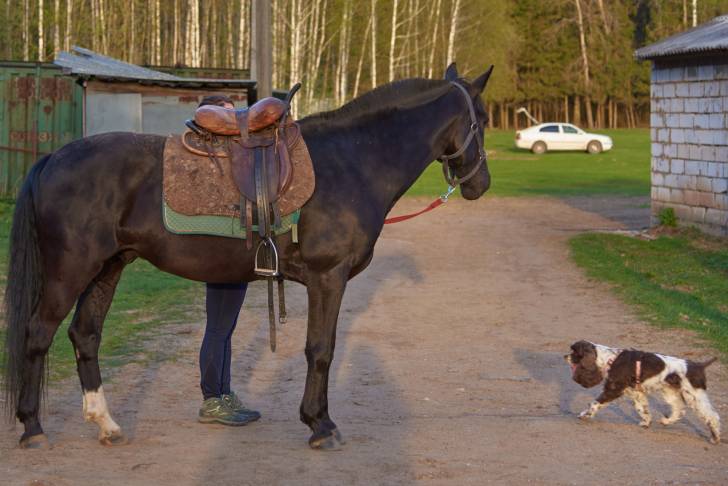 Un Springer Anglais faisant face à un cheval à l'entrée d'une ferme