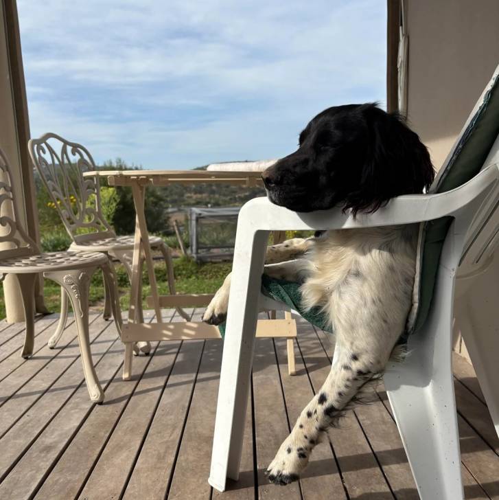 Un Springer Anglais allongé dans une chaise et semblant détendu 