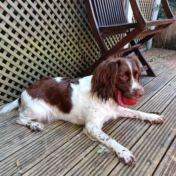 Un Springer Anglais allongé sur un plancher et ayant une balle dans sa gueule 