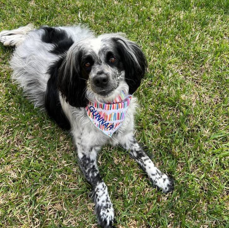 Un Springer Anglais allongé sur une surface gazonnée et portant un foulard 