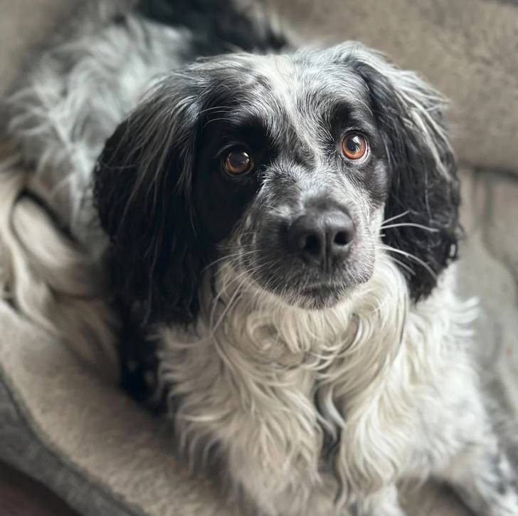 Un Springer Anglais allongé dans un panier et semblant détendu