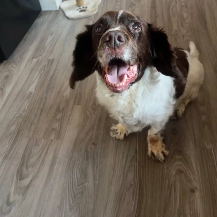 Un Springer Anglais assis sur un plancher et ayant la gueule ouverte 