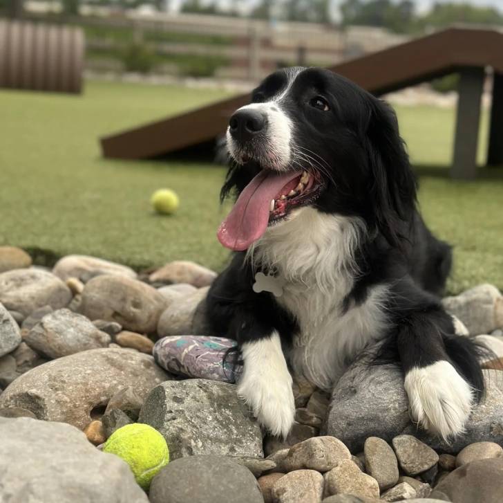 Un Springer Anglais ayantla langue pendante et portant un collier autour du cou